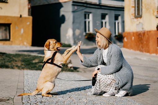 Girl, Dog, Pet, Friendship, Companion